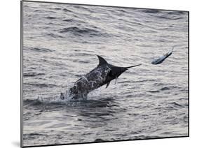 Blue Marlin (Makaira Nigricans) Hunting Dorado (Coryphaena Hippurus), Congo, Africa-Mick Baines & Maren Reichelt-Mounted Photographic Print