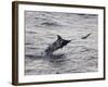 Blue Marlin (Makaira Nigricans) Hunting Dorado (Coryphaena Hippurus), Congo, Africa-Mick Baines & Maren Reichelt-Framed Photographic Print