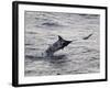 Blue Marlin (Makaira Nigricans) Hunting Dorado (Coryphaena Hippurus), Congo, Africa-Mick Baines & Maren Reichelt-Framed Photographic Print