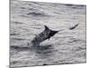 Blue Marlin (Makaira Nigricans) Hunting Dorado (Coryphaena Hippurus), Congo, Africa-Mick Baines & Maren Reichelt-Mounted Photographic Print