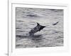 Blue Marlin (Makaira Nigricans) Hunting Dorado (Coryphaena Hippurus), Congo, Africa-Mick Baines & Maren Reichelt-Framed Photographic Print