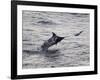 Blue Marlin (Makaira Nigricans) Hunting Dorado (Coryphaena Hippurus), Congo, Africa-Mick Baines & Maren Reichelt-Framed Photographic Print