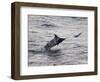 Blue Marlin (Makaira Nigricans) Hunting Dorado (Coryphaena Hippurus), Congo, Africa-Mick Baines & Maren Reichelt-Framed Photographic Print