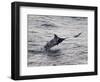 Blue Marlin (Makaira Nigricans) Hunting Dorado (Coryphaena Hippurus), Congo, Africa-Mick Baines & Maren Reichelt-Framed Photographic Print