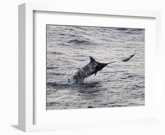 Blue Marlin (Makaira Nigricans) Hunting Dorado (Coryphaena Hippurus), Congo, Africa-Mick Baines & Maren Reichelt-Framed Photographic Print