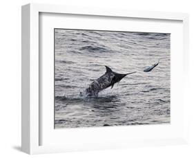 Blue Marlin (Makaira Nigricans) Hunting Dorado (Coryphaena Hippurus), Congo, Africa-Mick Baines & Maren Reichelt-Framed Photographic Print