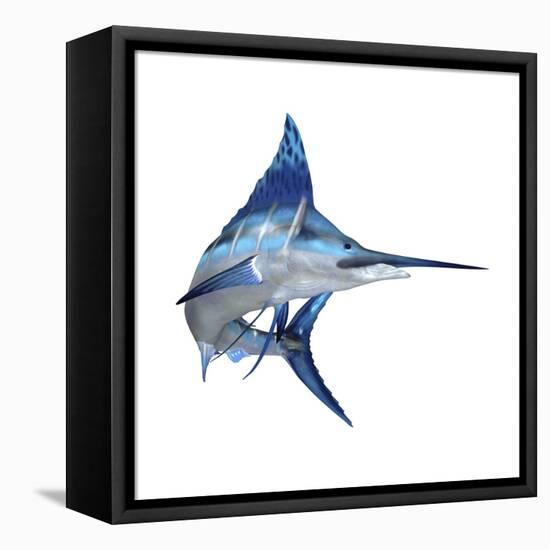 Blue Marlin-null-Framed Stretched Canvas