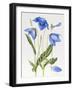 Blue Meconopsis-Sally Crosthwaite-Framed Giclee Print