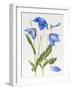 Blue Meconopsis-Sally Crosthwaite-Framed Giclee Print