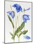 Blue Meconopsis-Sally Crosthwaite-Mounted Giclee Print