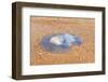 Blue Medusa on the Beach, close Up-luckybusiness-Framed Photographic Print