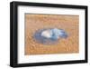 Blue Medusa on the Beach, close Up-luckybusiness-Framed Photographic Print