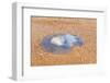 Blue Medusa on the Beach, close Up-luckybusiness-Framed Photographic Print