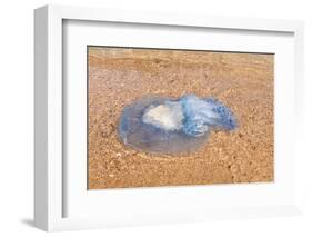 Blue Medusa on the Beach, close Up-luckybusiness-Framed Photographic Print