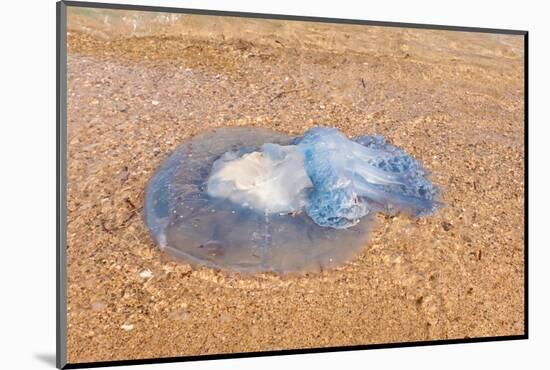 Blue Medusa on the Beach, close Up-luckybusiness-Mounted Photographic Print