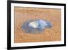 Blue Medusa on the Beach, close Up-luckybusiness-Framed Photographic Print