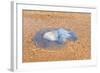 Blue Medusa on the Beach, close Up-luckybusiness-Framed Photographic Print