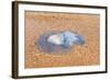 Blue Medusa on the Beach, close Up-luckybusiness-Framed Photographic Print