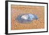 Blue Medusa on the Beach, close Up-luckybusiness-Framed Photographic Print