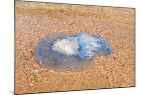 Blue Medusa on the Beach, close Up-luckybusiness-Mounted Photographic Print