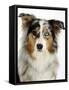 Blue-Merle Australian Shepherd Portrait with Odd Eyes-Petra Wegner-Framed Stretched Canvas