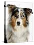 Blue-Merle Australian Shepherd Portrait with Odd Eyes-Petra Wegner-Stretched Canvas