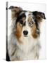 Blue-Merle Australian Shepherd Portrait with Odd Eyes-Petra Wegner-Stretched Canvas