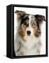 Blue-Merle Australian Shepherd Portrait with Odd Eyes-Petra Wegner-Framed Stretched Canvas