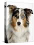 Blue-Merle Australian Shepherd Portrait with Odd Eyes-Petra Wegner-Stretched Canvas