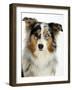 Blue-Merle Australian Shepherd Portrait with Odd Eyes-Petra Wegner-Framed Photographic Print