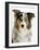 Blue-Merle Australian Shepherd Portrait with Odd Eyes-Petra Wegner-Framed Photographic Print