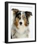 Blue-Merle Australian Shepherd Portrait with Odd Eyes-Petra Wegner-Framed Photographic Print