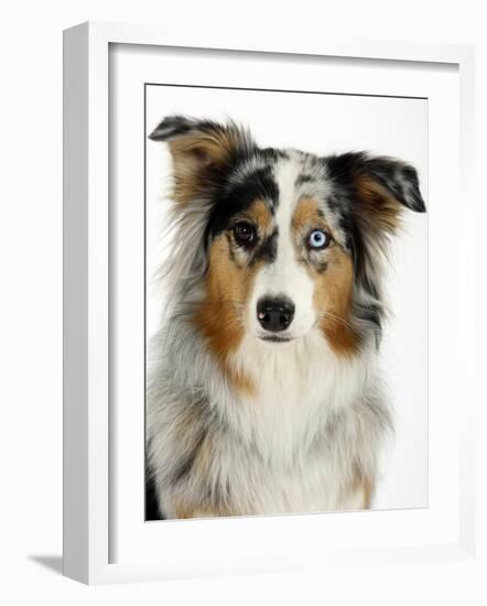 Blue-Merle Australian Shepherd Portrait with Odd Eyes-Petra Wegner-Framed Photographic Print