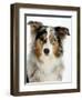 Blue-Merle Australian Shepherd Portrait with Odd Eyes-Petra Wegner-Framed Photographic Print