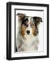 Blue-Merle Australian Shepherd Portrait with Odd Eyes-Petra Wegner-Framed Photographic Print