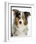 Blue-Merle Australian Shepherd Portrait with Odd Eyes-Petra Wegner-Framed Photographic Print