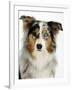 Blue-Merle Australian Shepherd Portrait with Odd Eyes-Petra Wegner-Framed Photographic Print