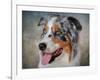 Blue Merle Australian Shepherd Portrait-Jai Johnson-Framed Giclee Print