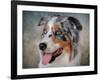 Blue Merle Australian Shepherd Portrait-Jai Johnson-Framed Giclee Print