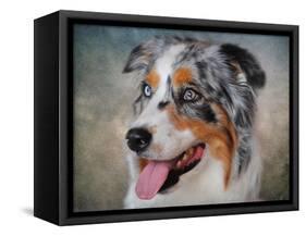 Blue Merle Australian Shepherd Portrait-Jai Johnson-Framed Stretched Canvas