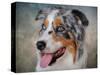 Blue Merle Australian Shepherd Portrait-Jai Johnson-Stretched Canvas