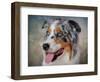 Blue Merle Australian Shepherd Portrait-Jai Johnson-Framed Premium Giclee Print