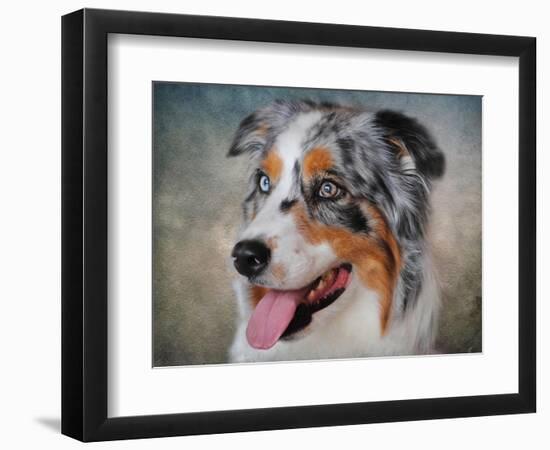 Blue Merle Australian Shepherd Portrait-Jai Johnson-Framed Premium Giclee Print