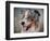 Blue Merle Australian Shepherd Portrait-Jai Johnson-Framed Premium Giclee Print