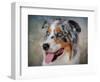 Blue Merle Australian Shepherd Portrait-Jai Johnson-Framed Premium Giclee Print