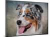 Blue Merle Australian Shepherd Portrait-Jai Johnson-Mounted Premium Giclee Print