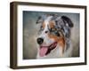 Blue Merle Australian Shepherd Portrait-Jai Johnson-Framed Giclee Print