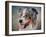 Blue Merle Australian Shepherd Portrait-Jai Johnson-Framed Giclee Print