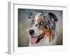 Blue Merle Australian Shepherd Portrait-Jai Johnson-Framed Giclee Print