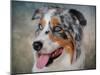 Blue Merle Australian Shepherd Portrait-Jai Johnson-Mounted Giclee Print